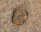 Ordovician Starfish (Petraster?) Fossil - Positive & Negative #56362-2
